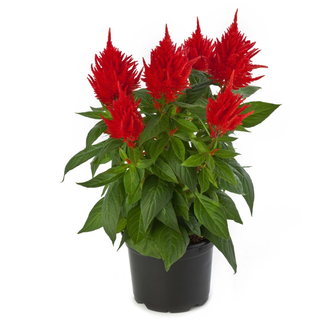 Kukonharja Kelos Fire Orange