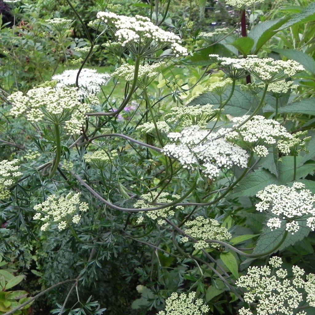 Tuholatva - Cenolophium denudatum