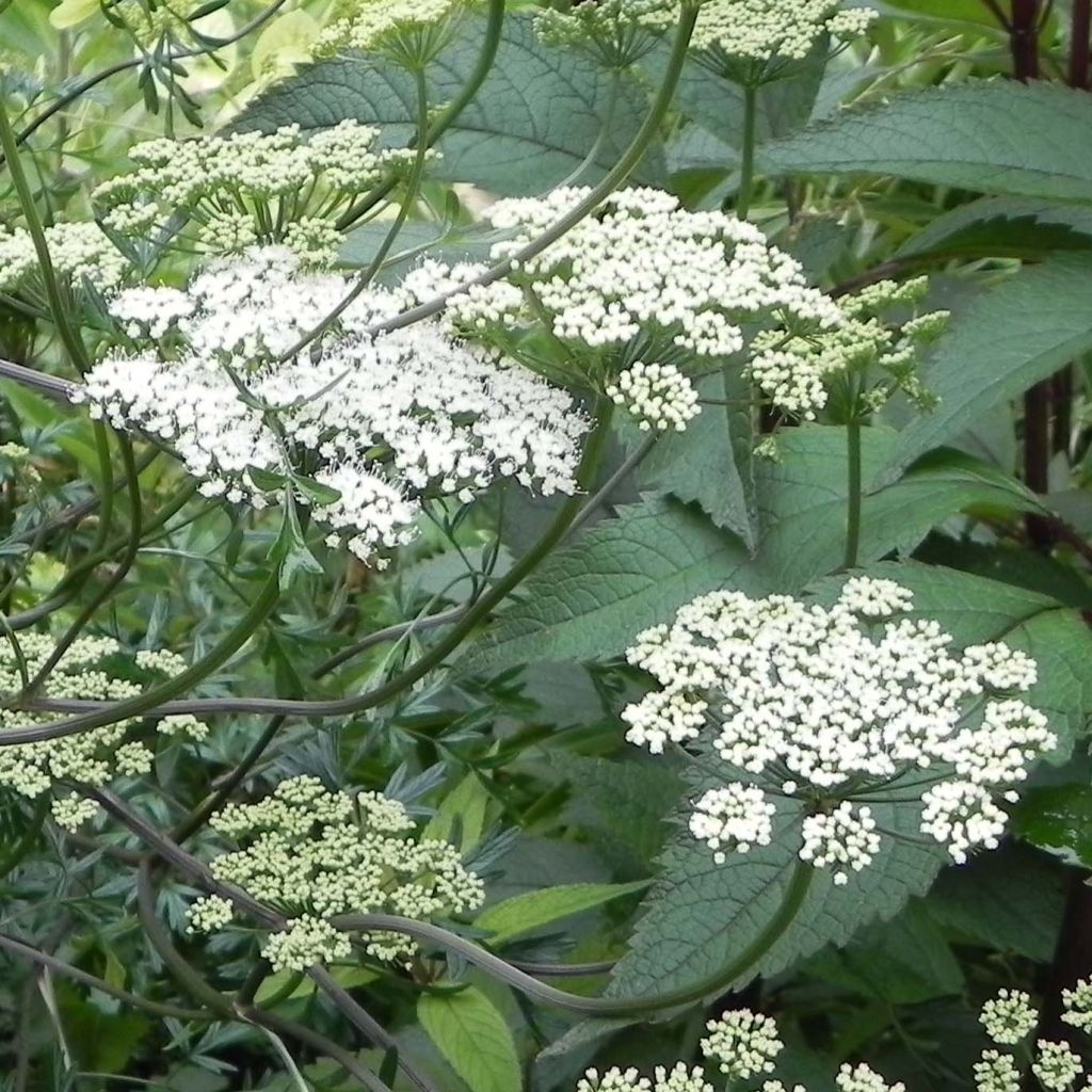 Tuholatva - Cenolophium denudatum