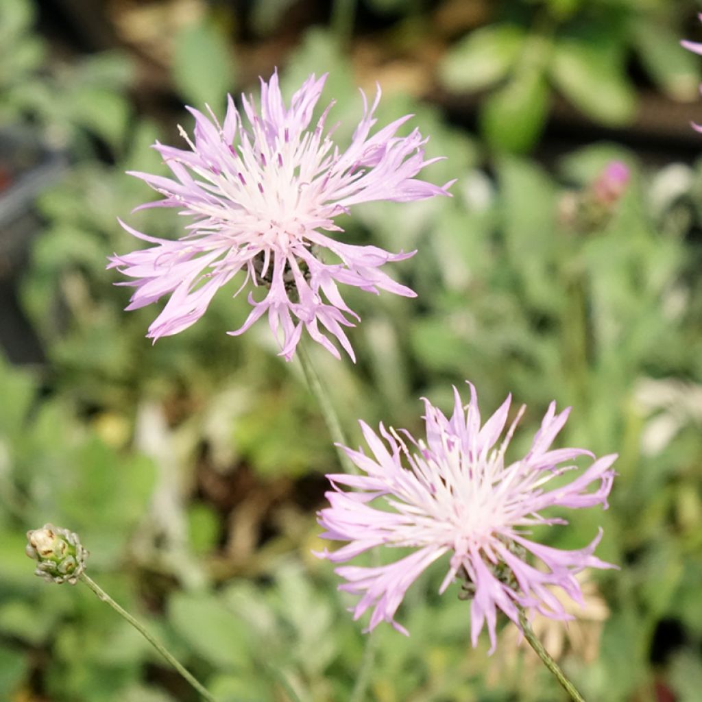 Mielikaunokki - Centaurea bella