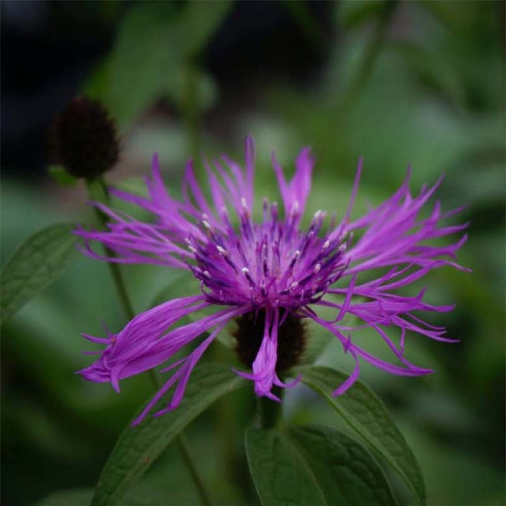 Vuorikaunokki Caramia