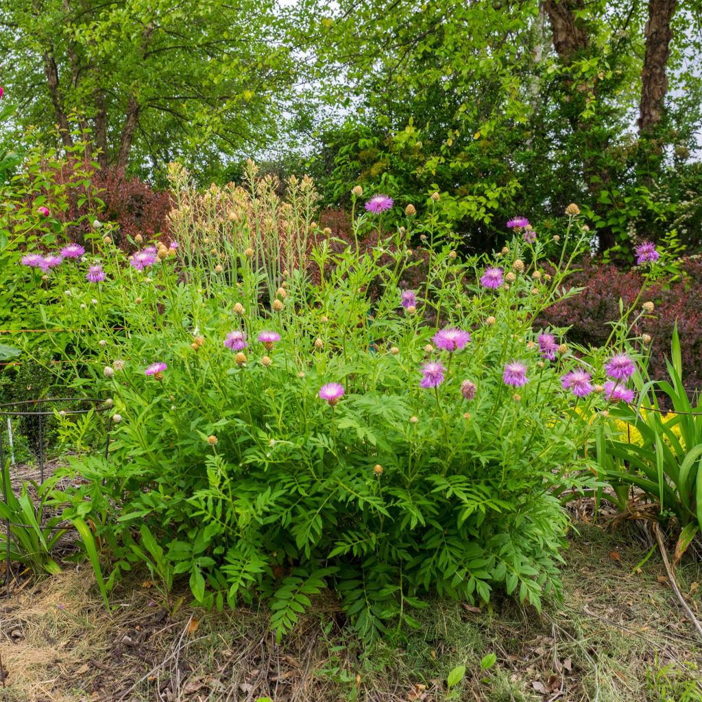 Huopakaunokki - Centaurea dealbata