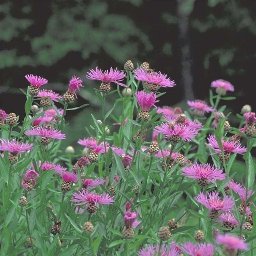 Ahdekaunokki - Centaurea jacea