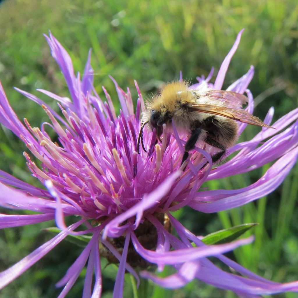 Ahdekaunokki - Centaurea jacea