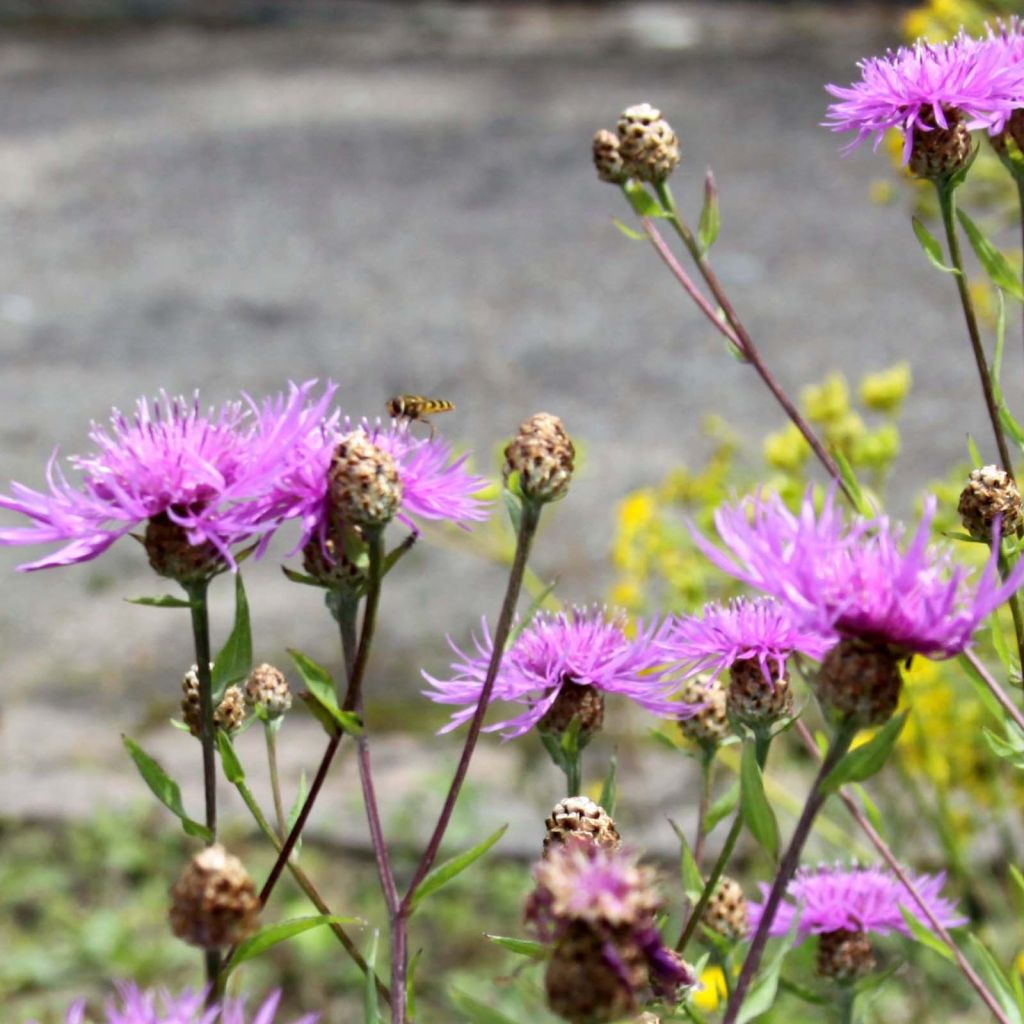 Ahdekaunokki - Centaurea jacea