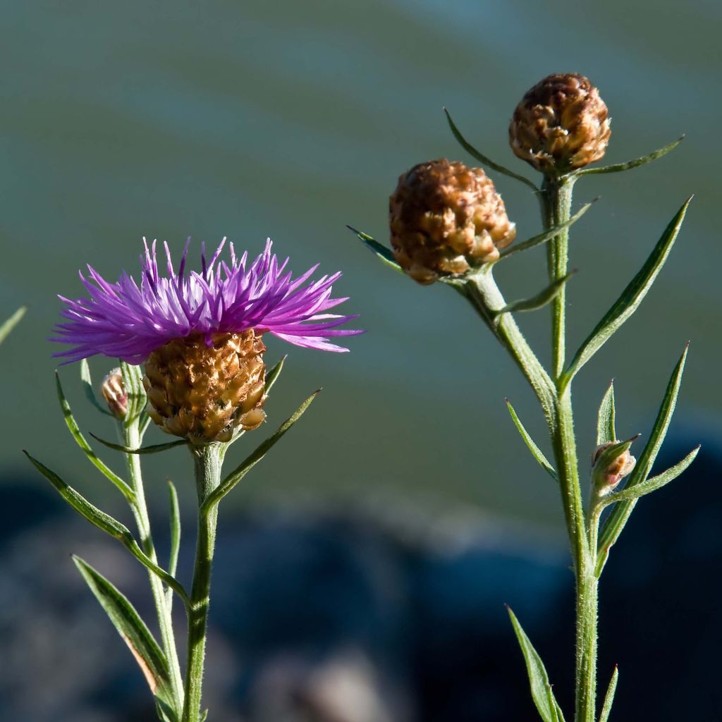 Ahdekaunokki - Centaurea jacea