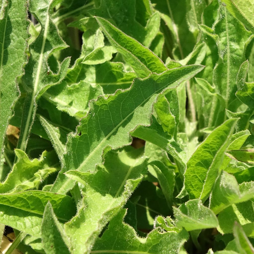 Ahdekaunokki - Centaurea jacea