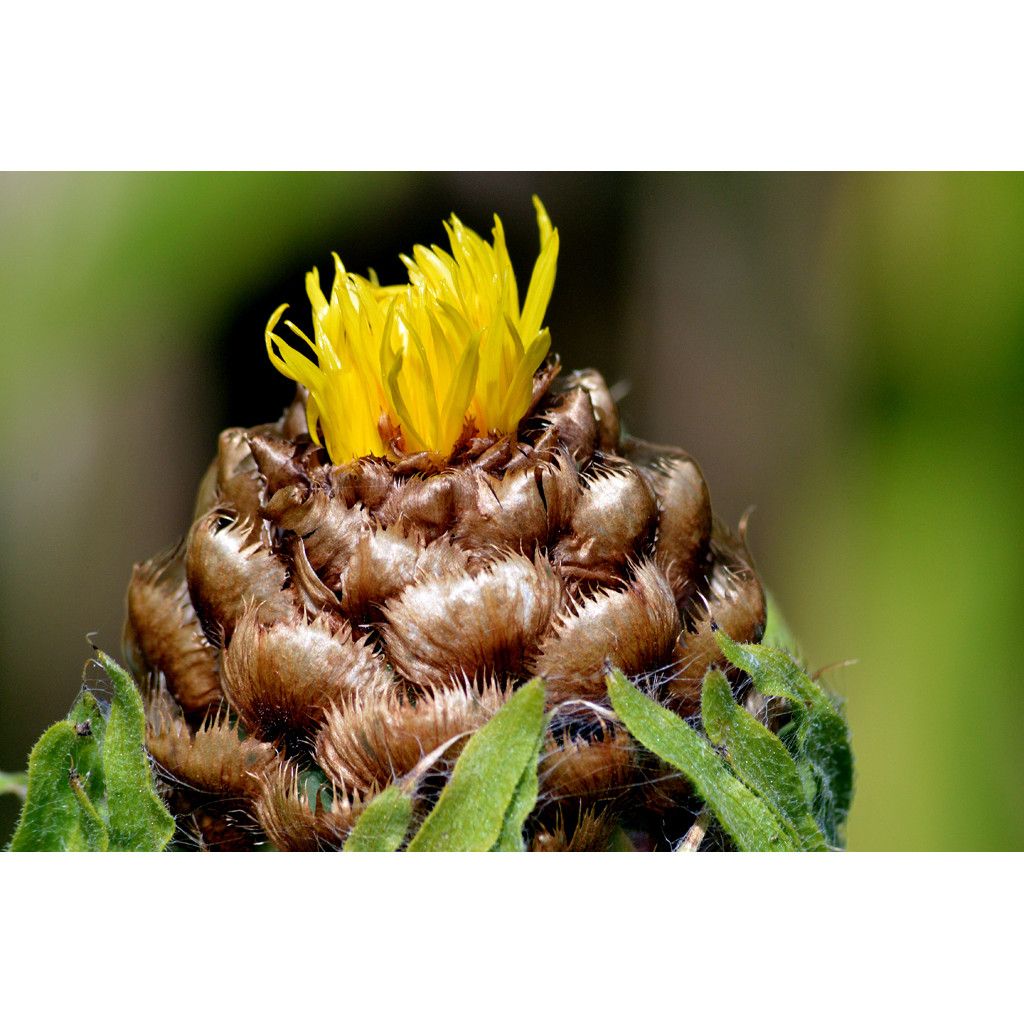 Keltakaunokki - Centaurea macrocephala