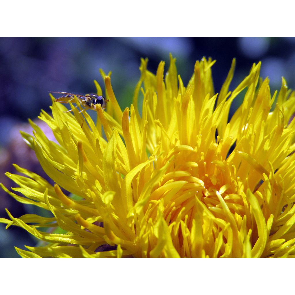 Keltakaunokki - Centaurea macrocephala