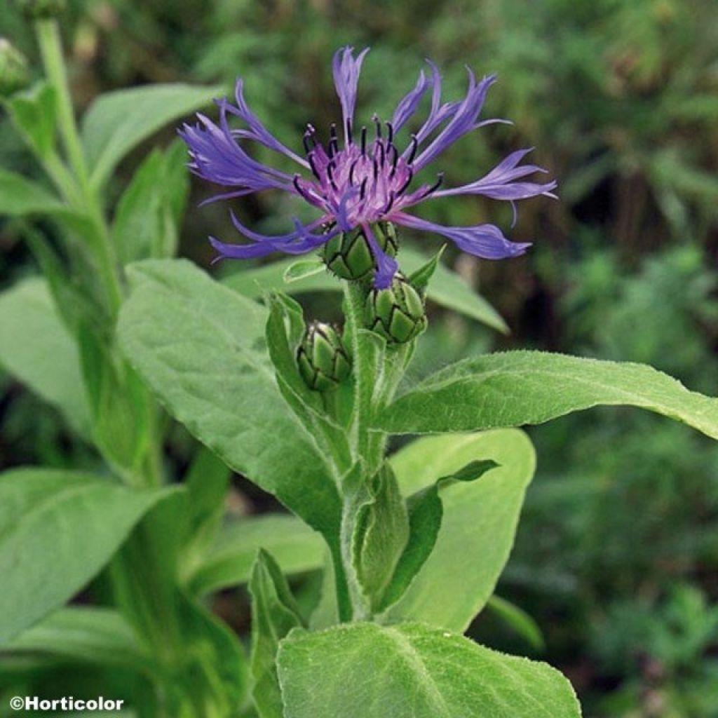 Vuorikaunokki - Centaurea montana