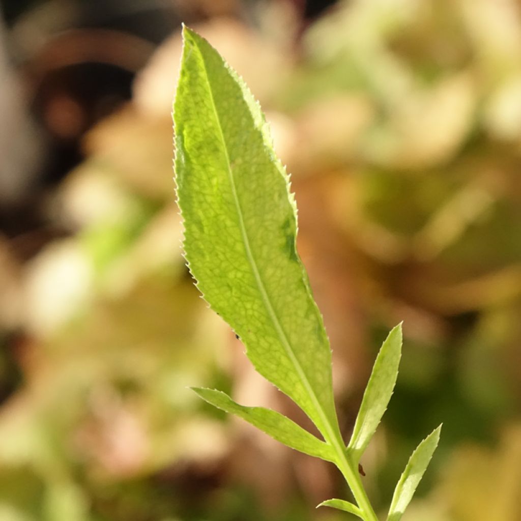 Ternikaunokki - Centaurea ruthenica