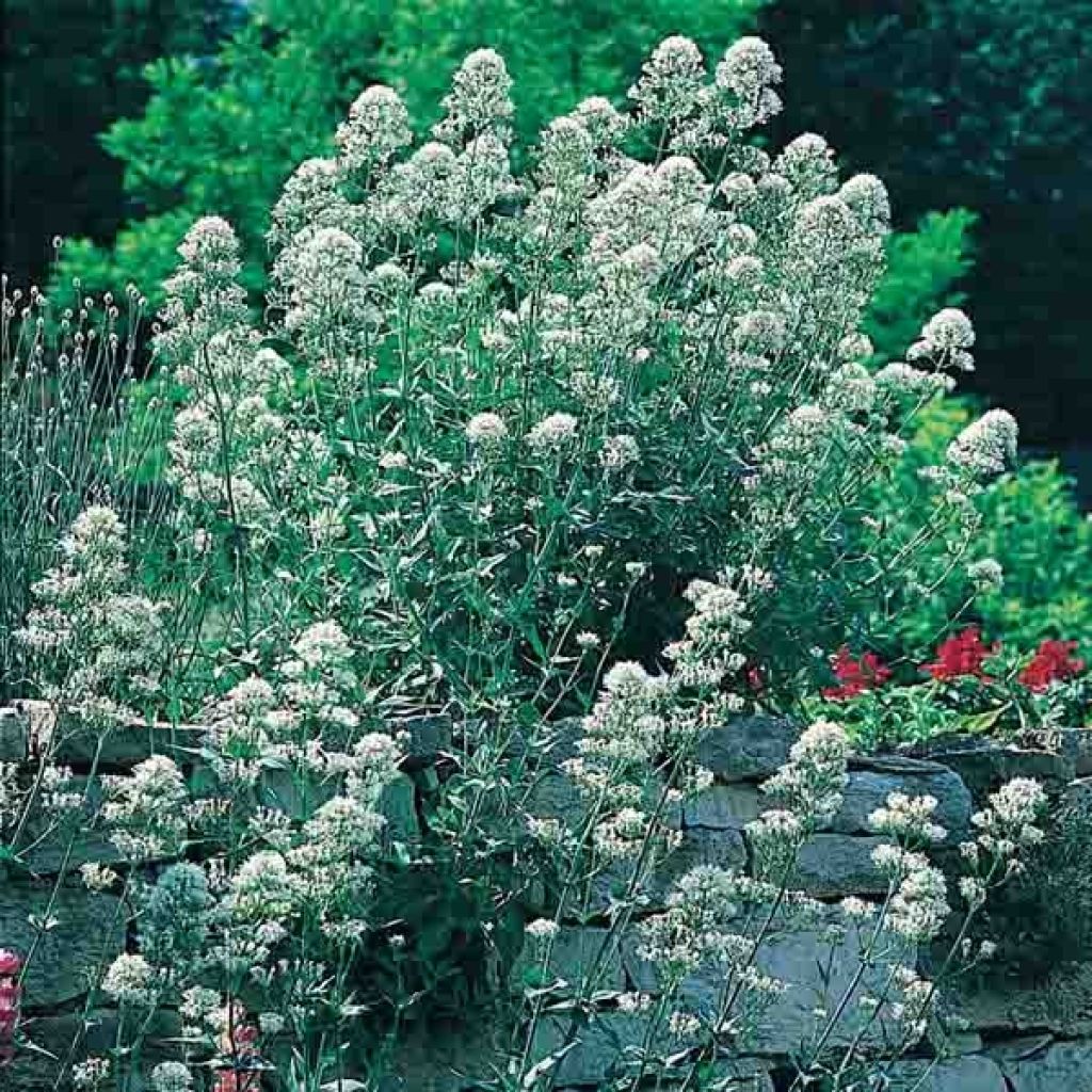 Punavirma Albus