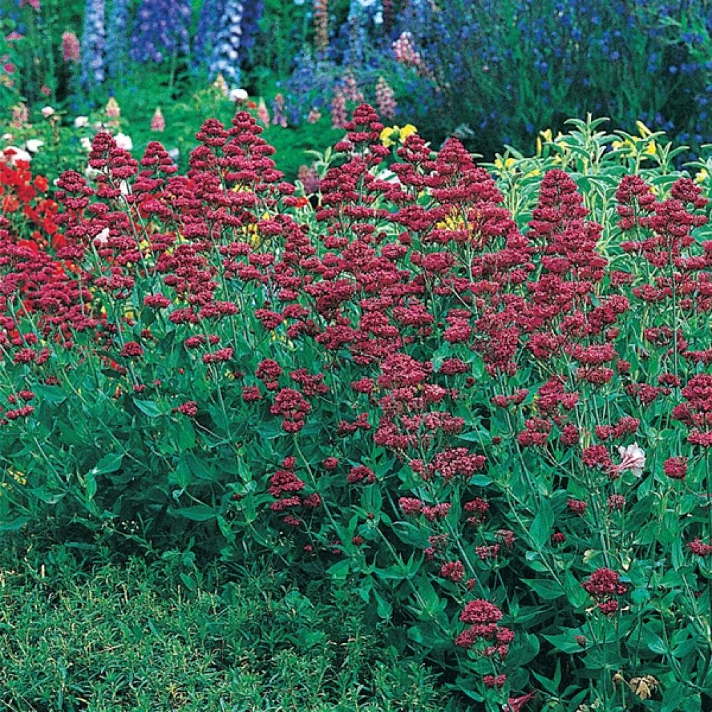 Punavirma Coccineus