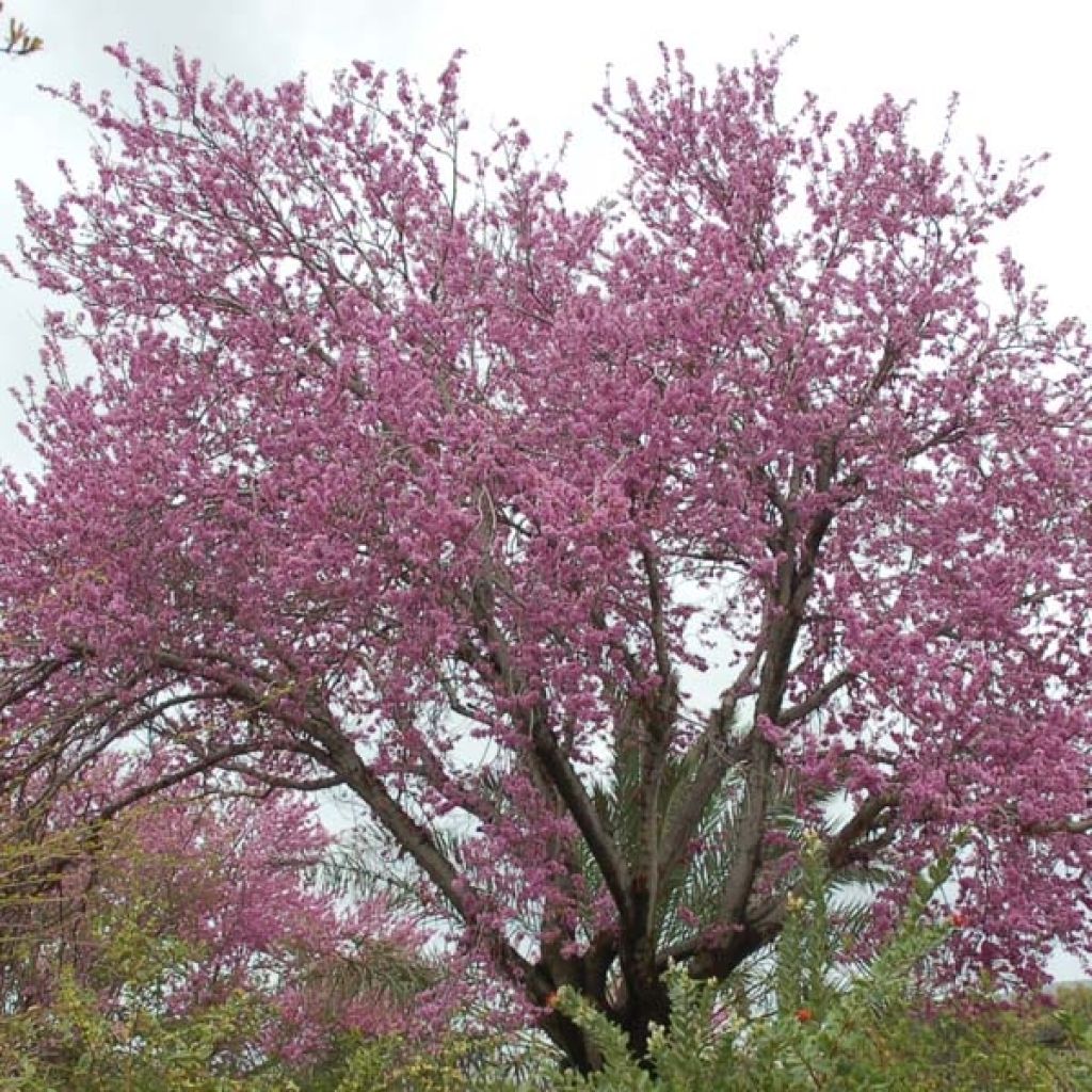 Juudaksenpuu - Cercis siliquastrum