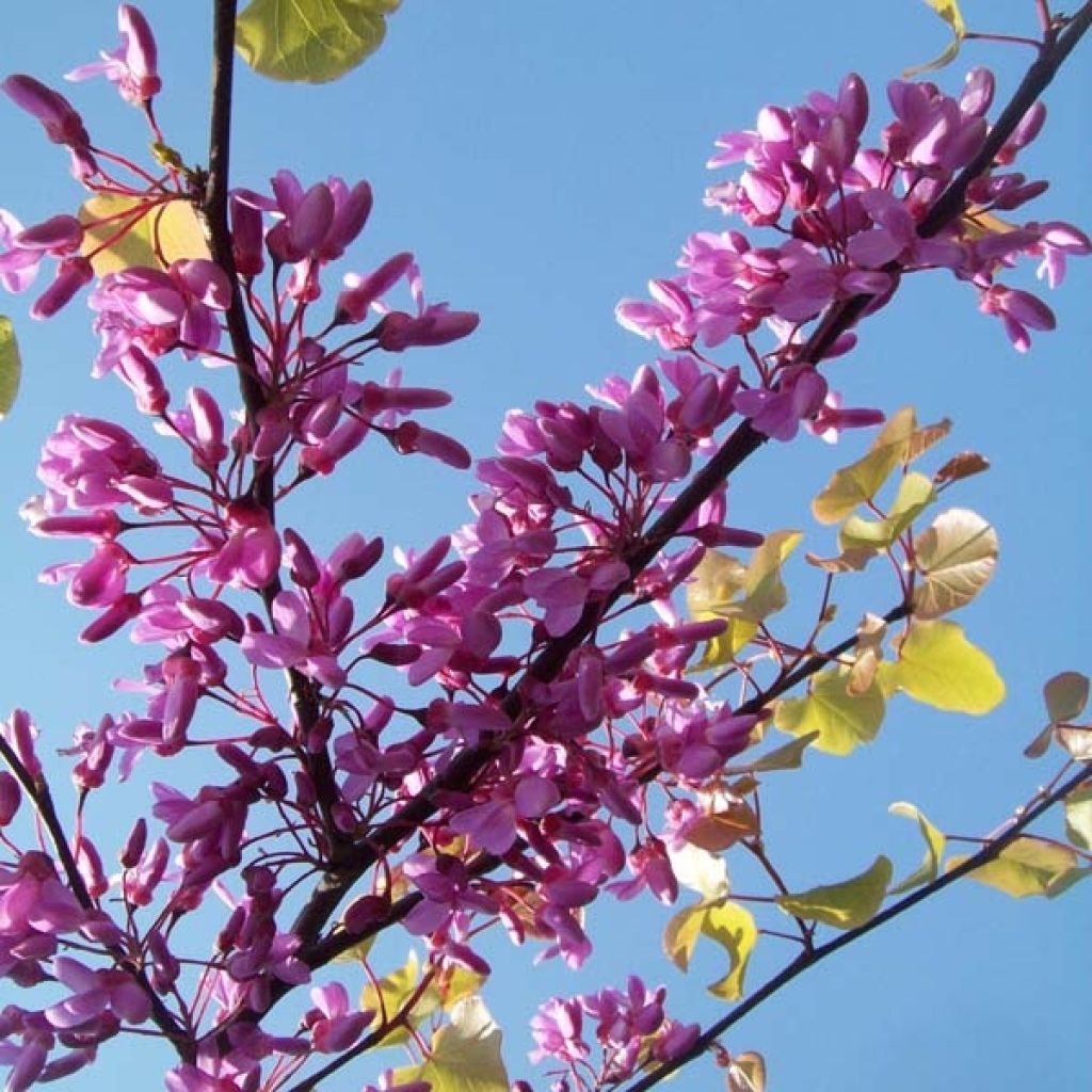 Juudaksenpuu - Cercis siliquastrum