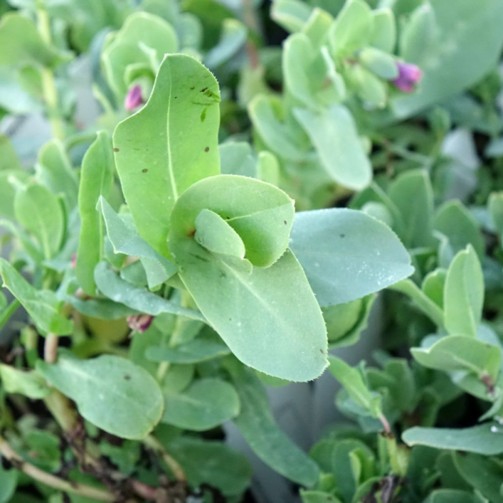 Cerinthe glabra