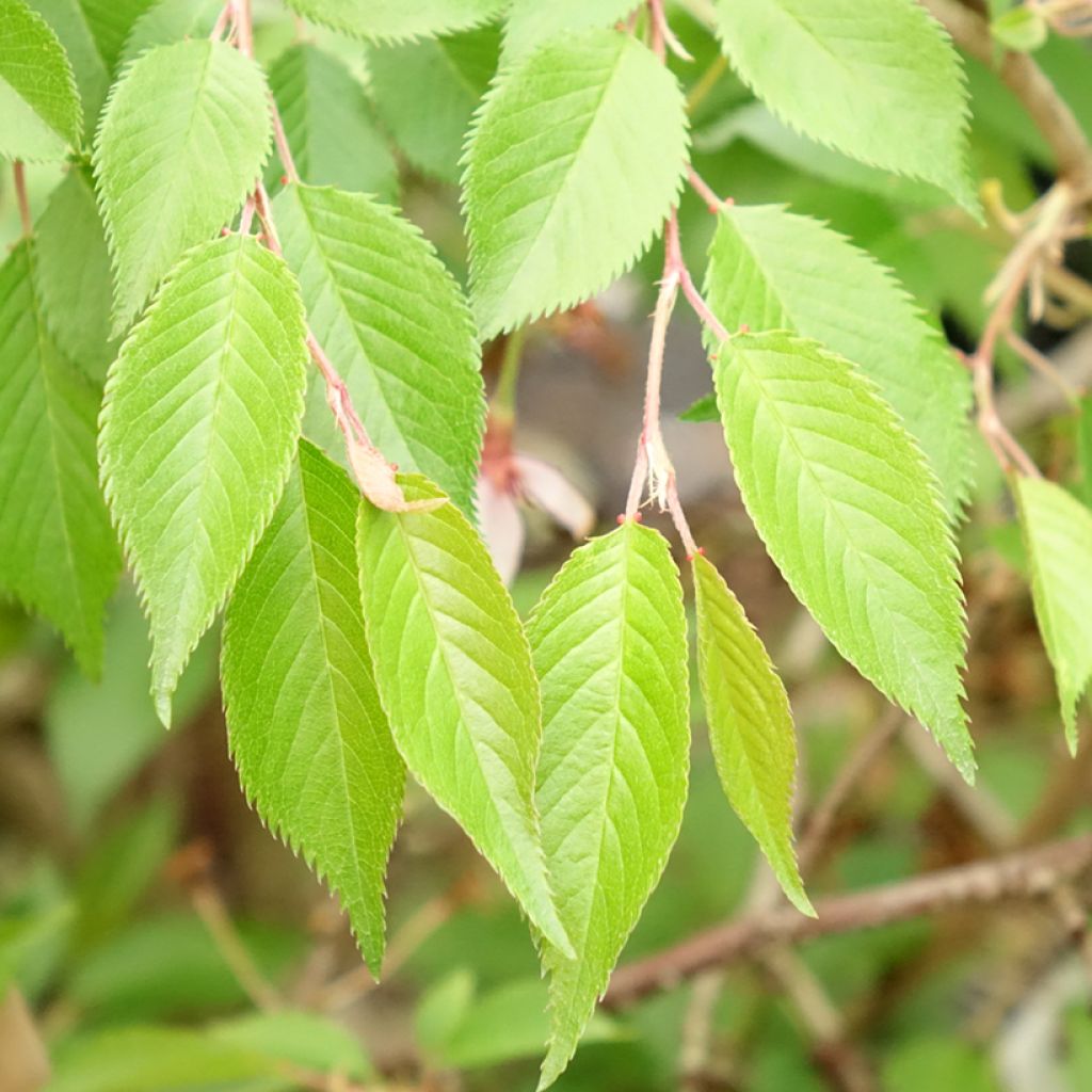 Riippukirsikka Autumnalis Rosea