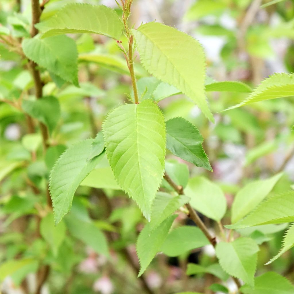 Riippukirsikka Autumnalis Rosea