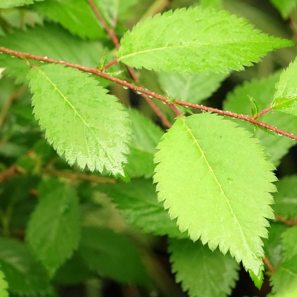 Japaninkääpiökirsikka Mikinori