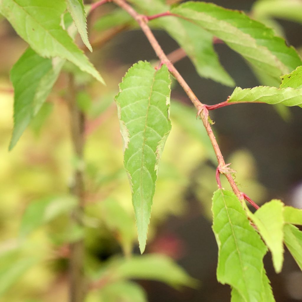 Laakerikirsikka Pink Cascade