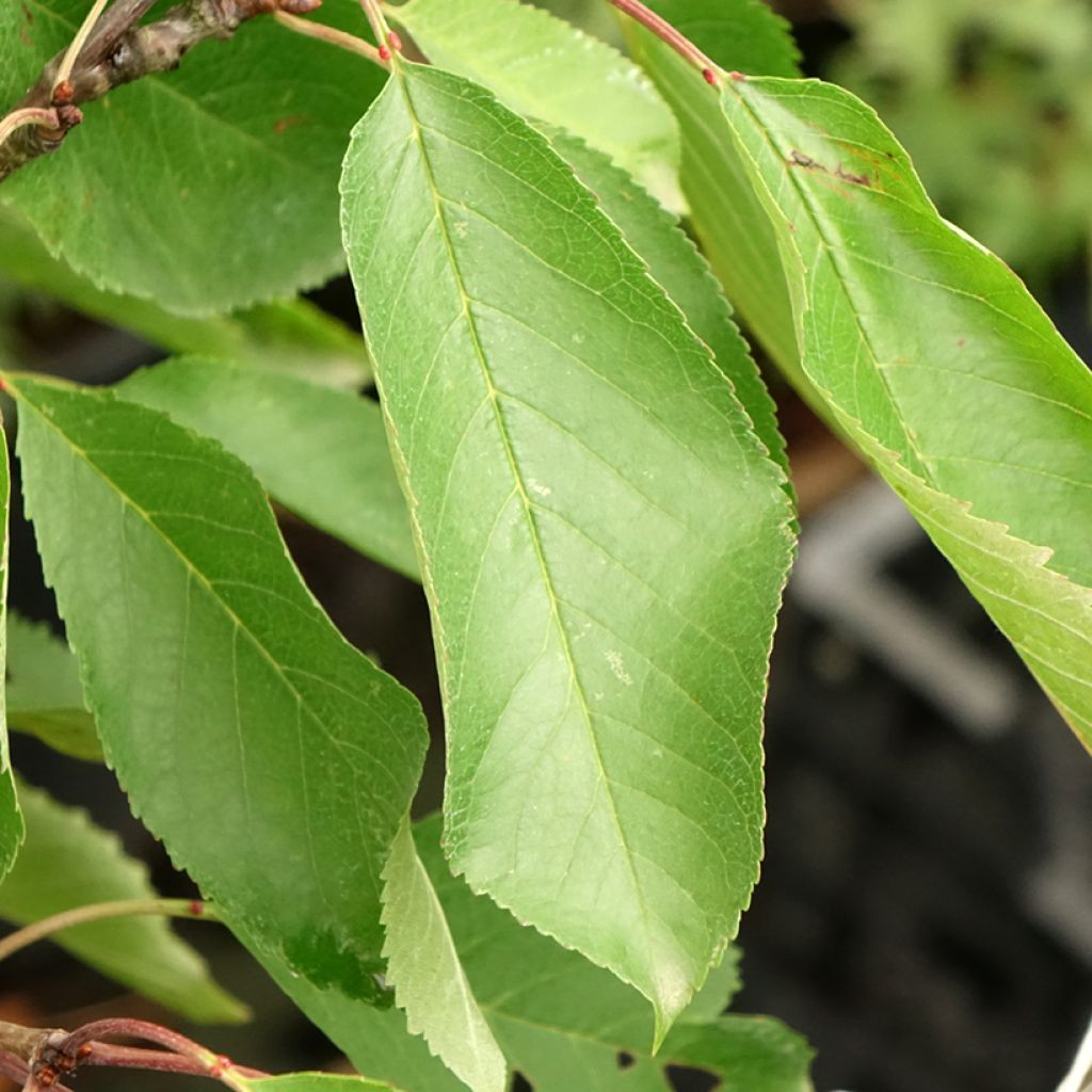 Hapankirsikka Hedelfingen - Prunus cerasus