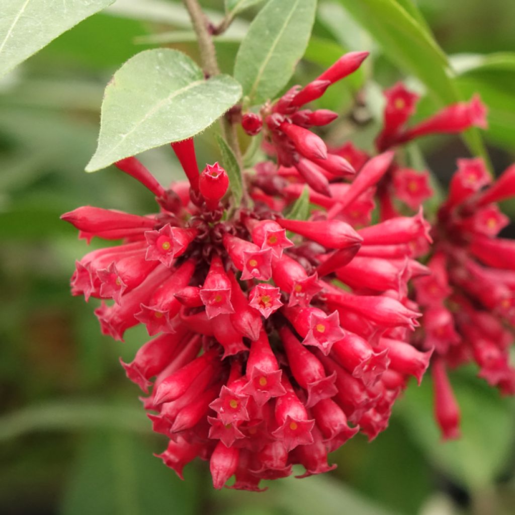 Nuijakukka Rubrum