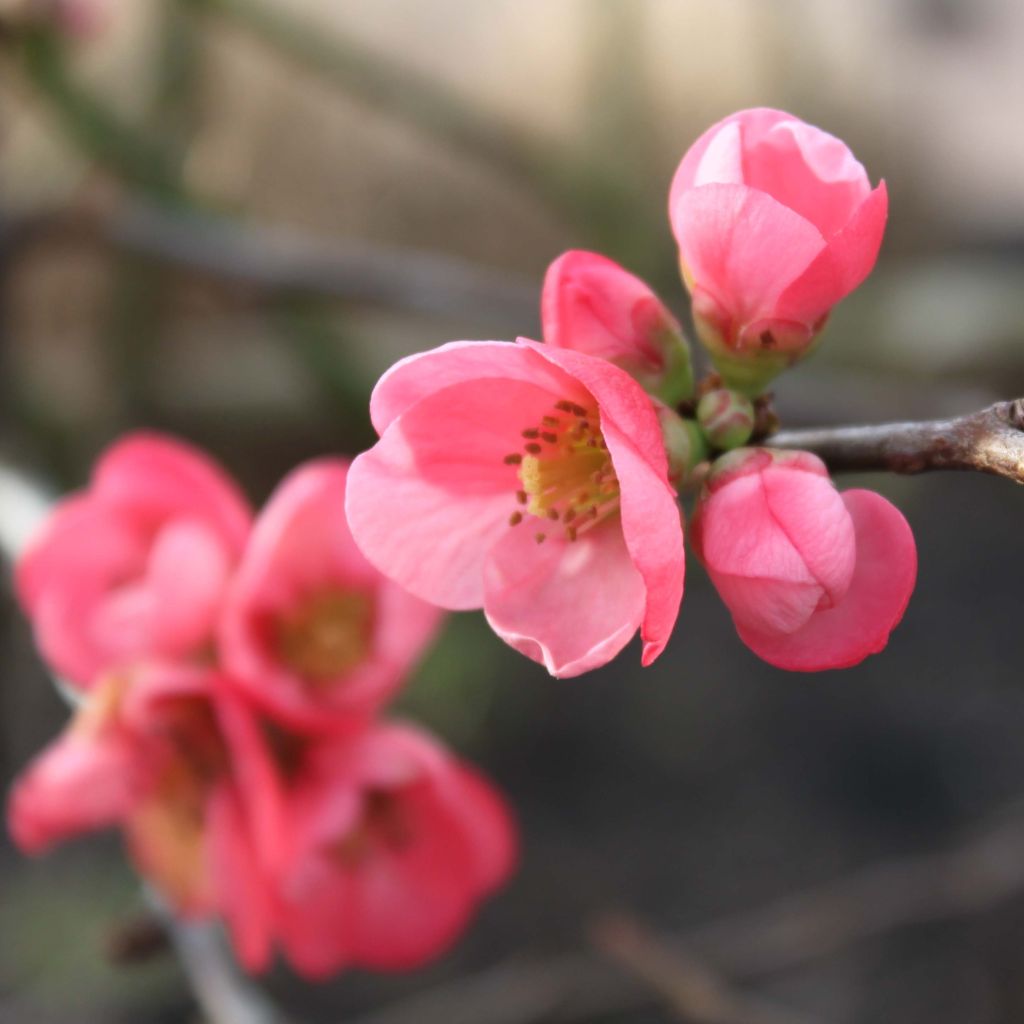 Tarharuusukvitteni Pink Lady