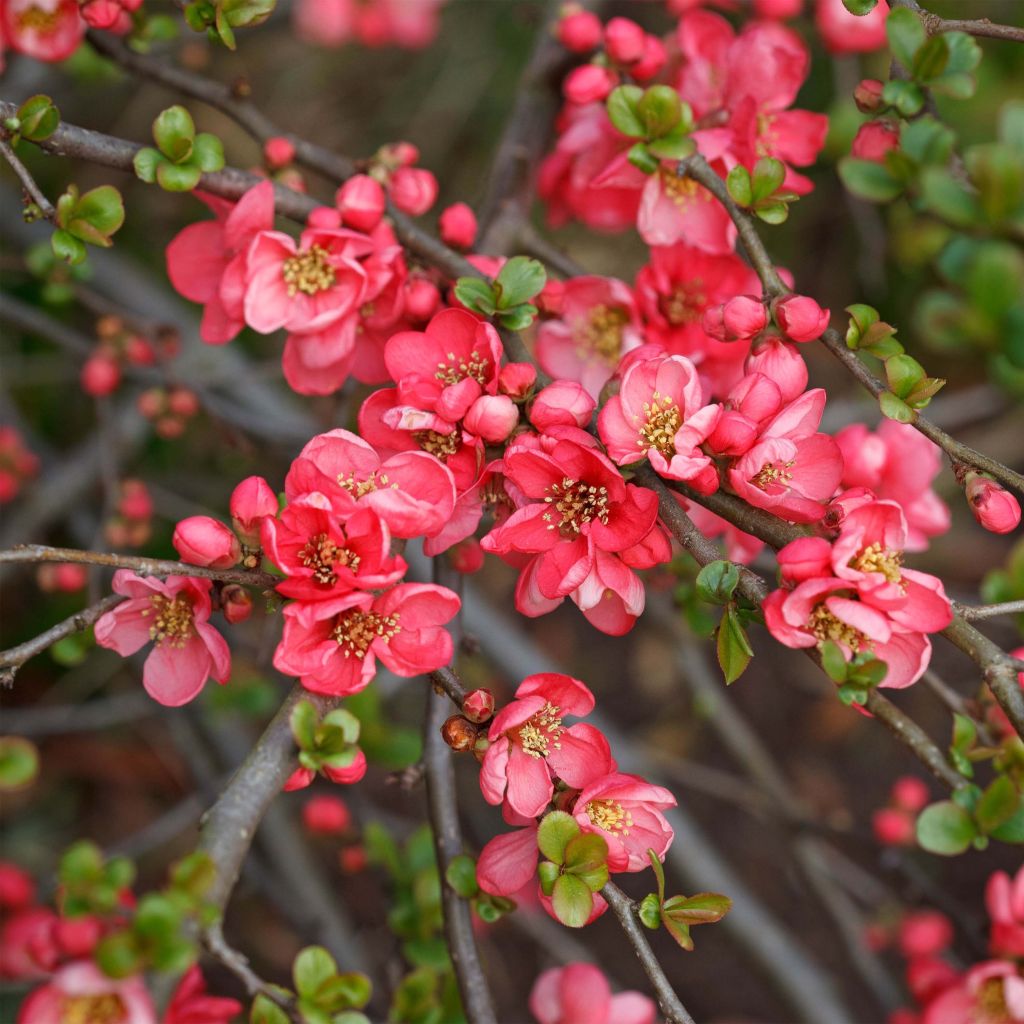 Tarharuusukvitteni Pink Lady