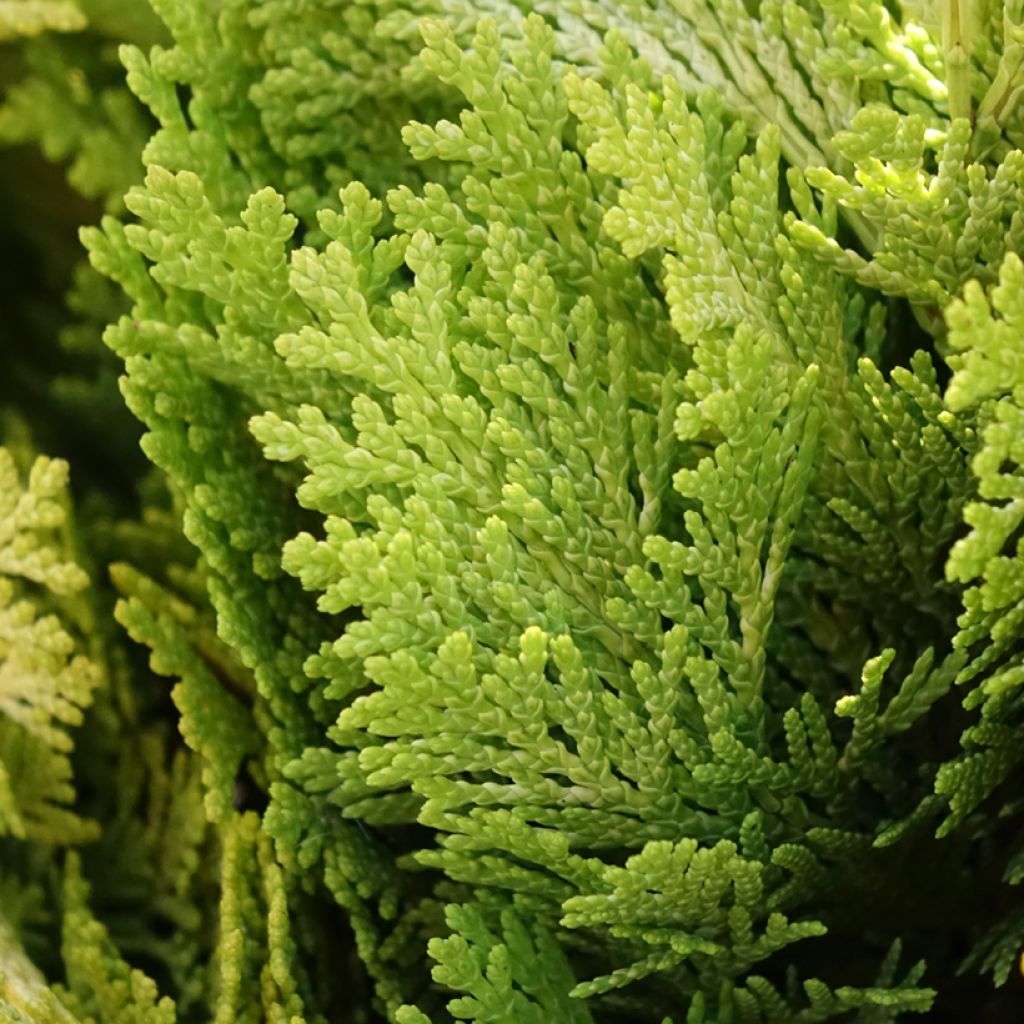 Lawsoninsypressi Minima Aurea