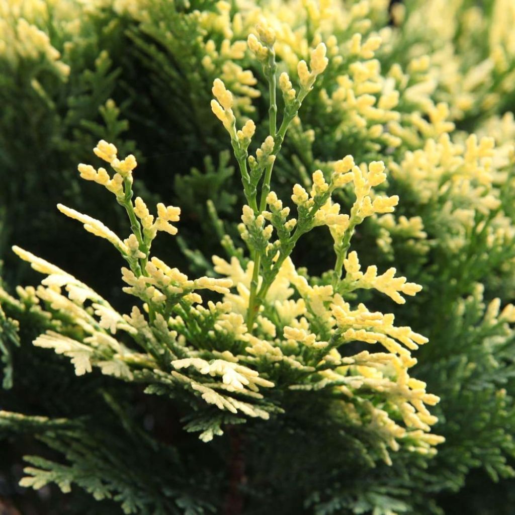 Lawsoninsypressi Pygmaea Argentea
