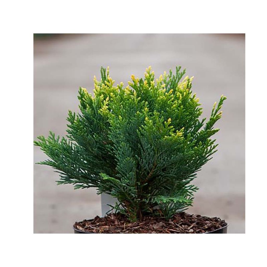 Lawsoninsypressi Pygmaea Argentea