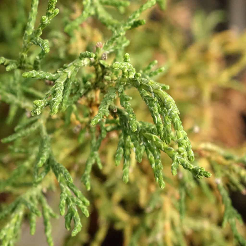 Temppelikypressi Lycopodioides