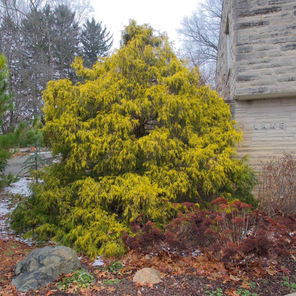 Hernesypressi Filifera Aurea