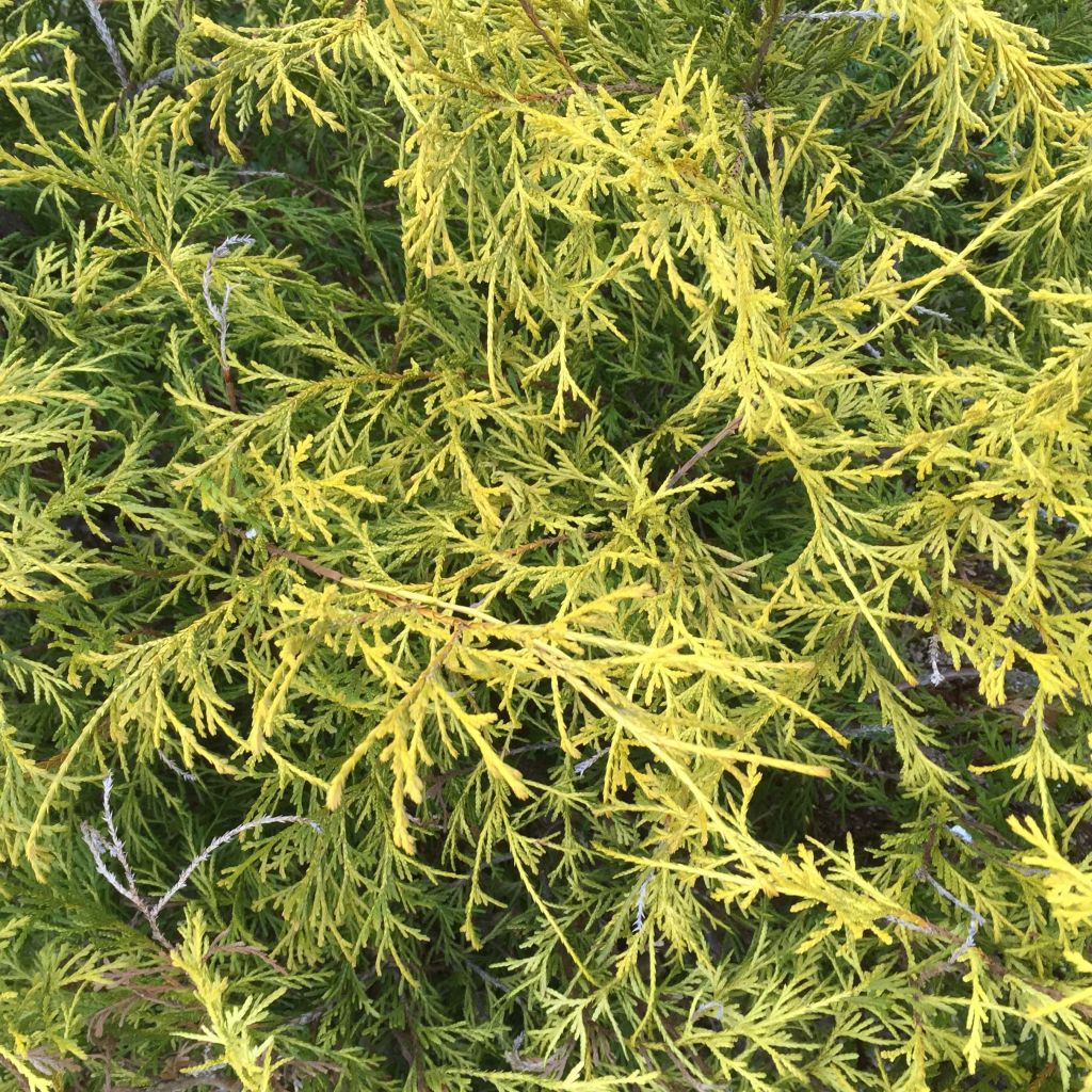 Hernesypressi Filifera Aurea