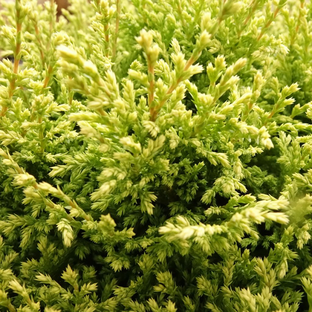 Hernesypressi Plumosa Compressa