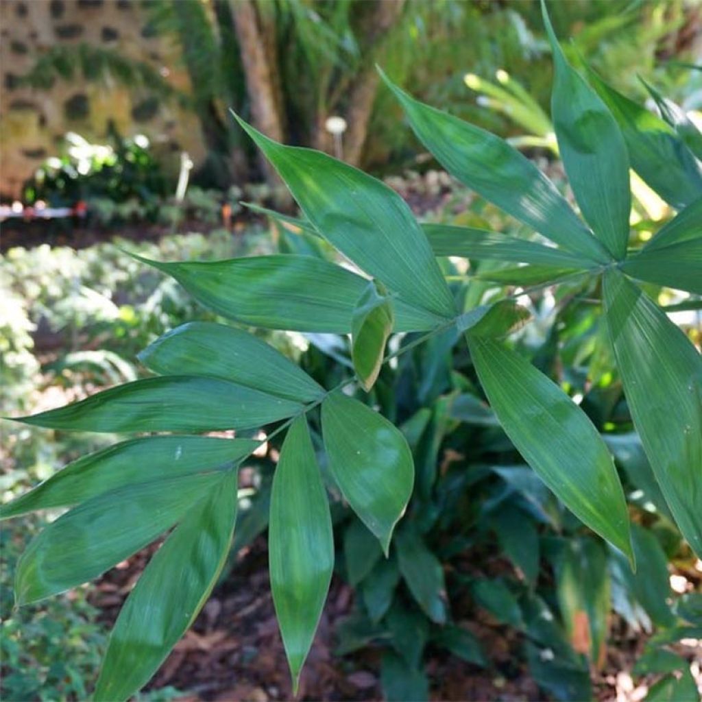 Chamaedorea klotzschiana