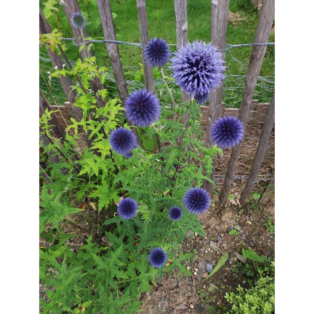 Otapallo-ohdake - Echinops ritro