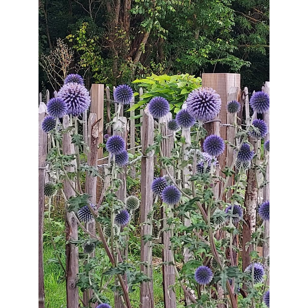 Otapallo-ohdake - Echinops ritro