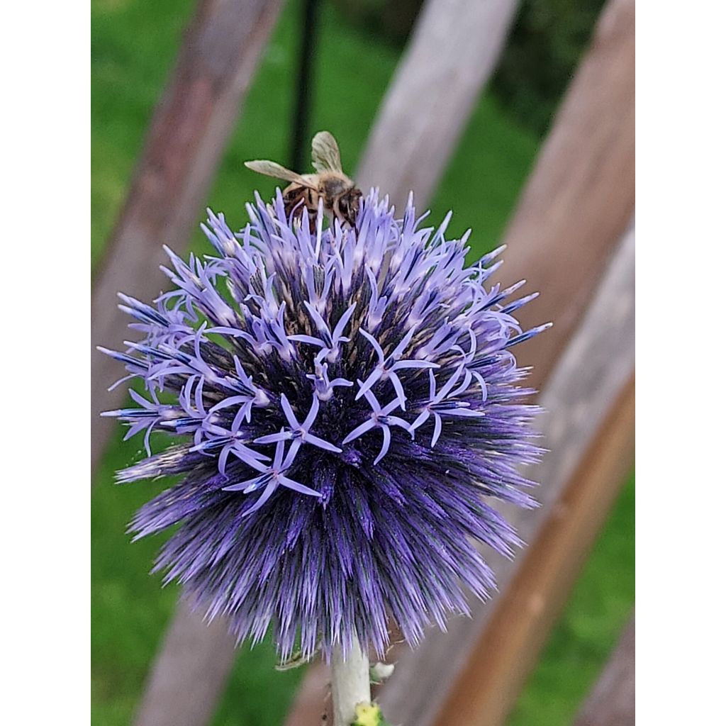 Otapallo-ohdake - Echinops ritro