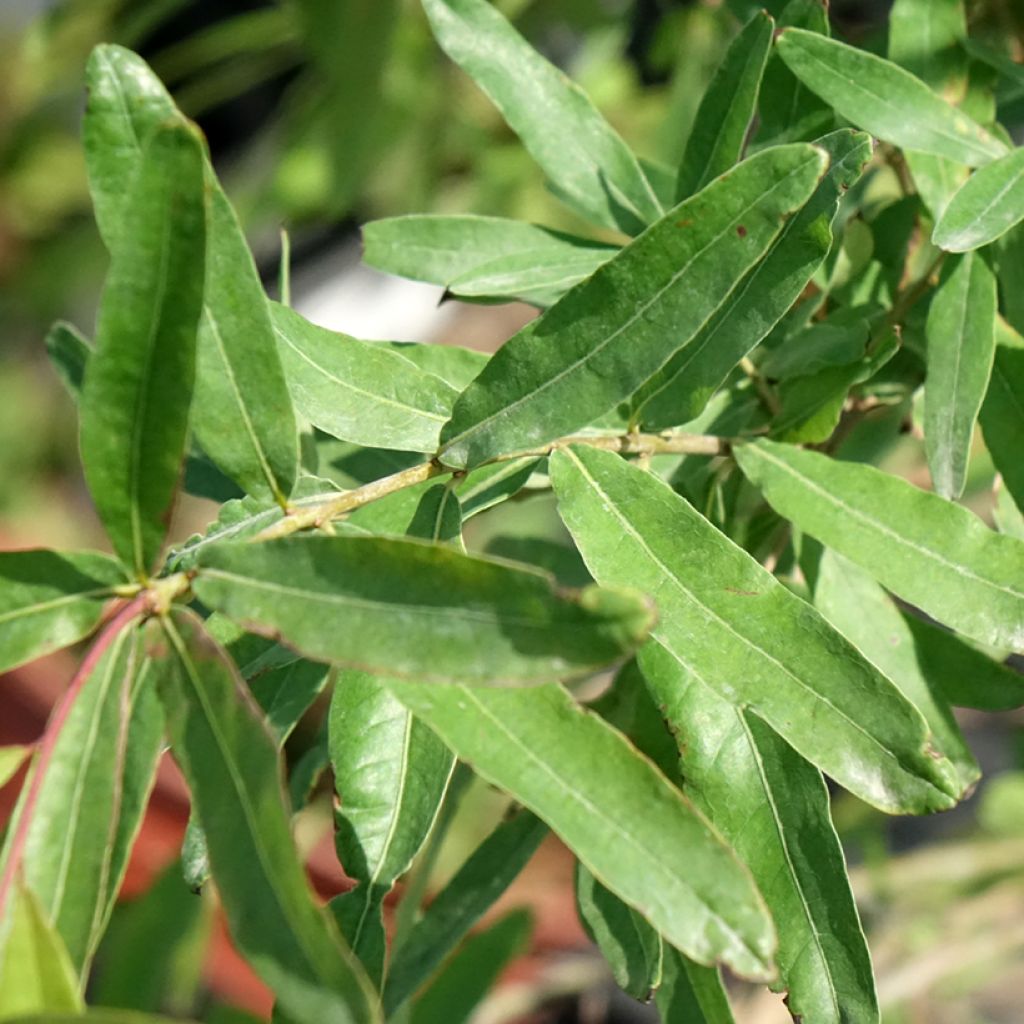 Pajutammi - Quercus phellos