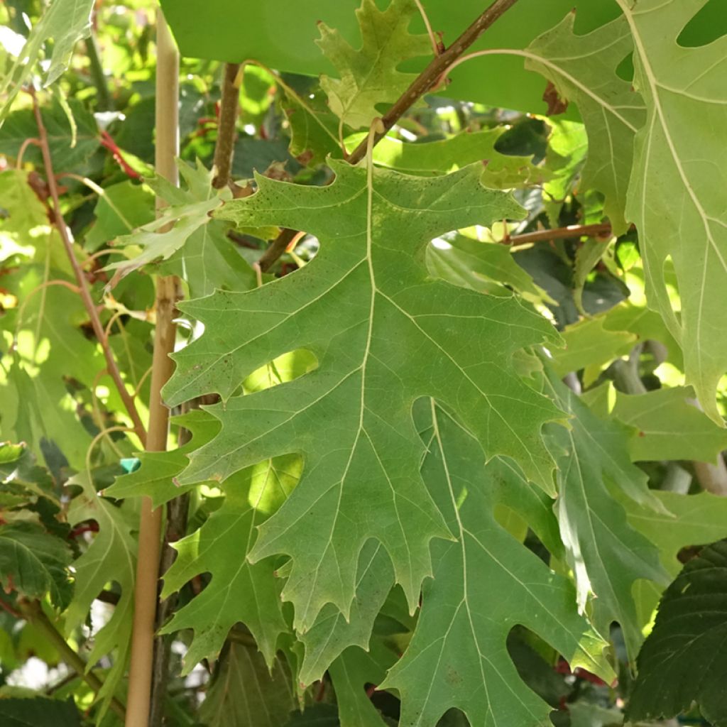 Punatammi Boltes Gold