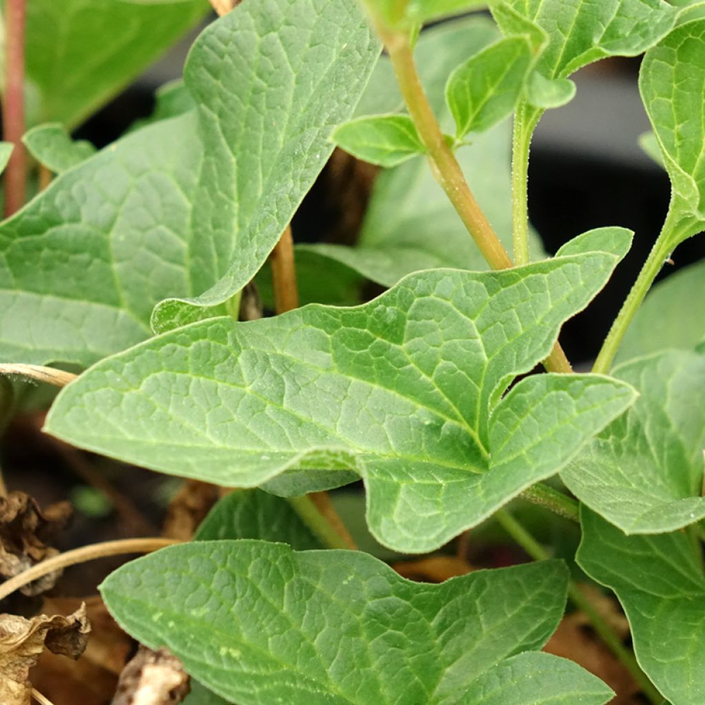 Hyvänheikinsavikka taimena - Chenopodium bonus-henricus