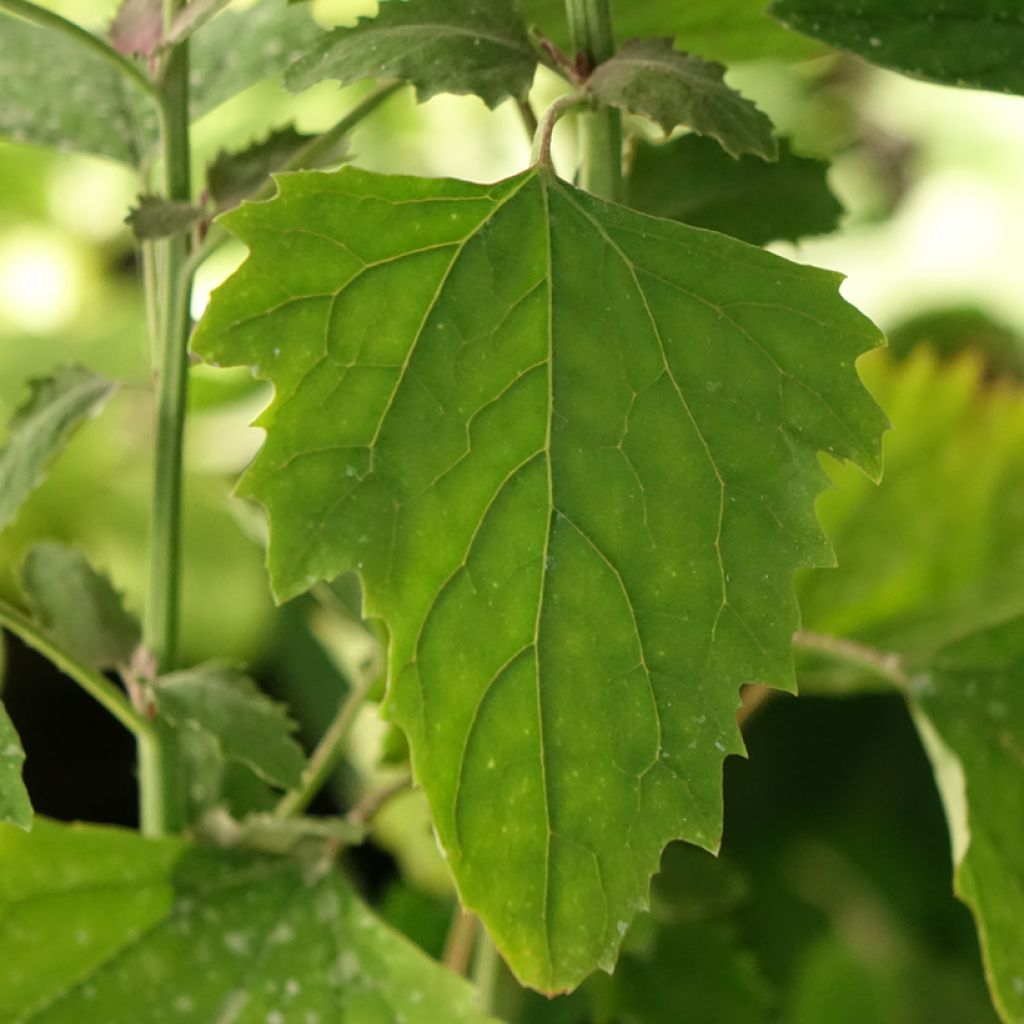 Jättisavikka - Chenopodium giganteum