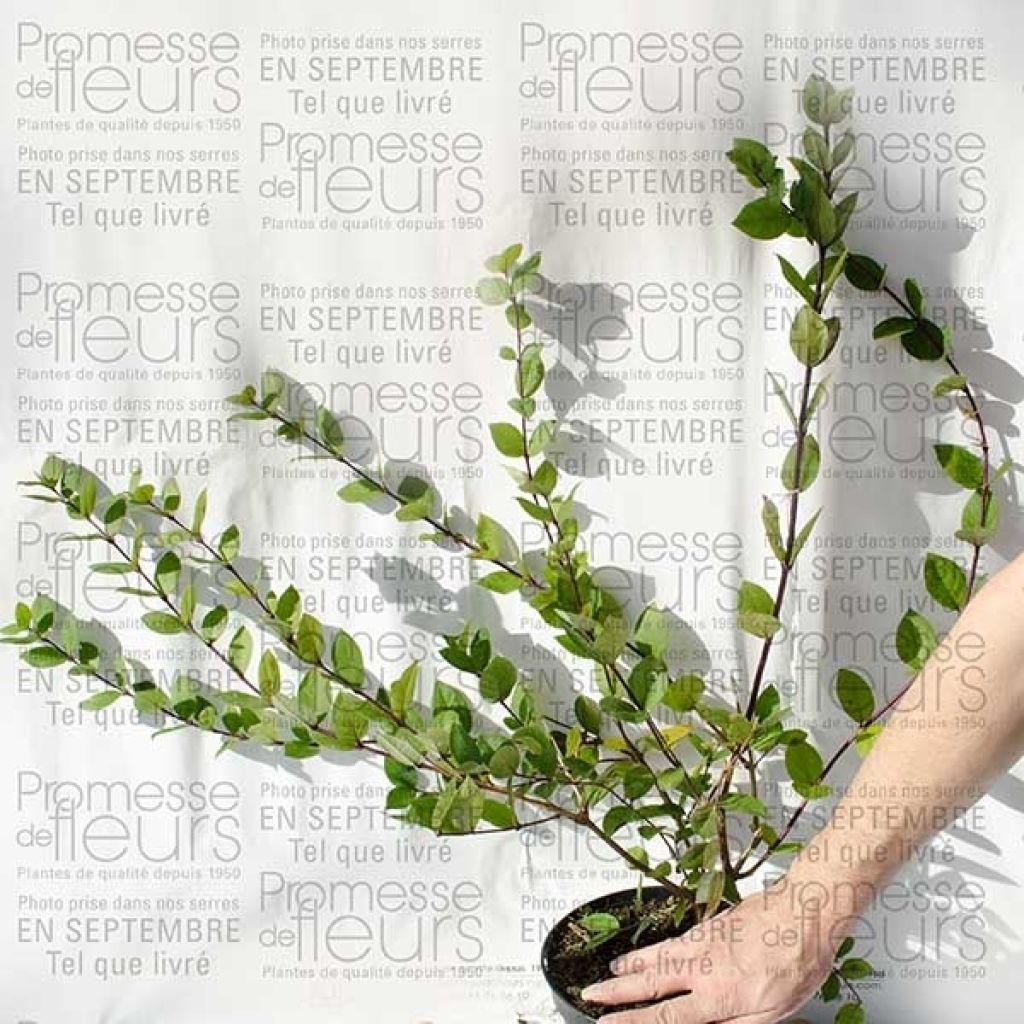 Myrttikuusama - Lonicera fragrantissima
