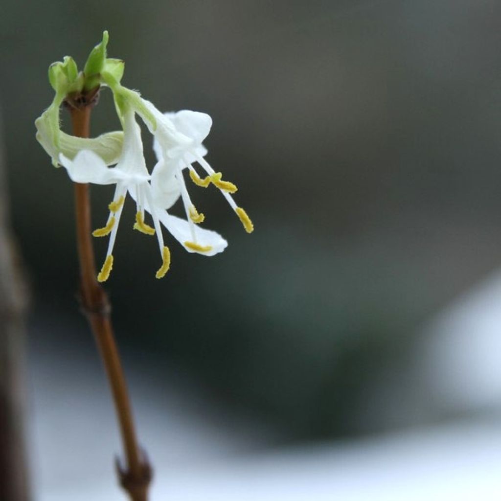 Myrttikuusama - Lonicera fragrantissima