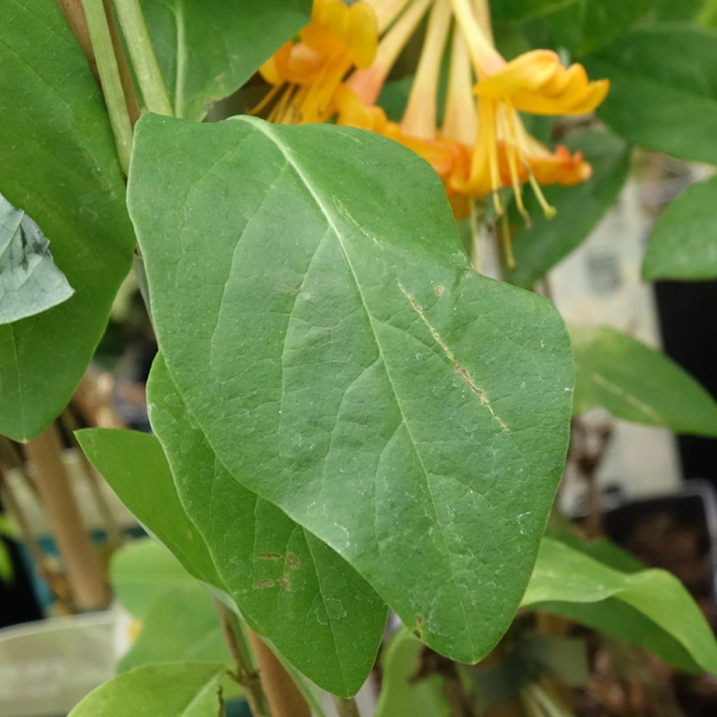 Kultaköynnöskuusama - Lonicera x tellmaniana