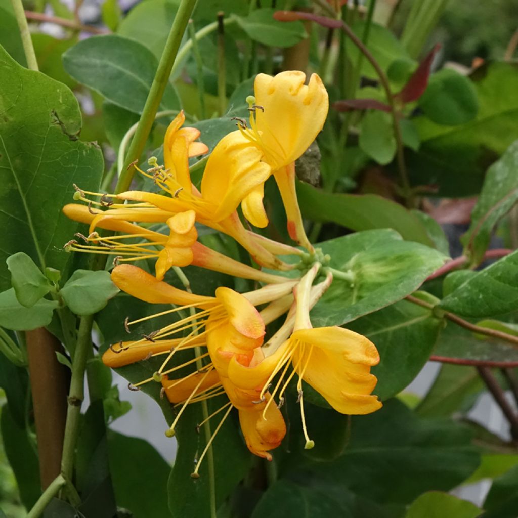 Kultaköynnöskuusama - Lonicera x tellmaniana
