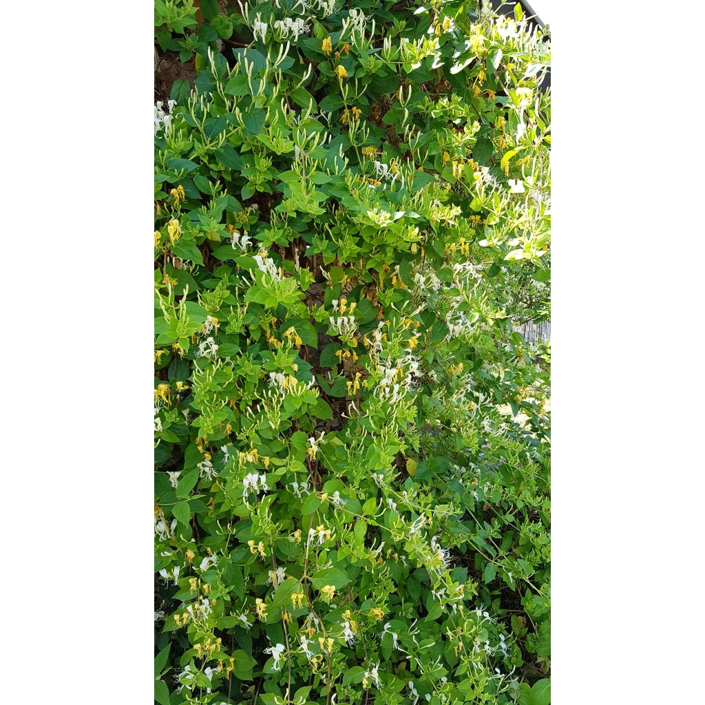 Japaninköynnöskuusama Hall's Prolific