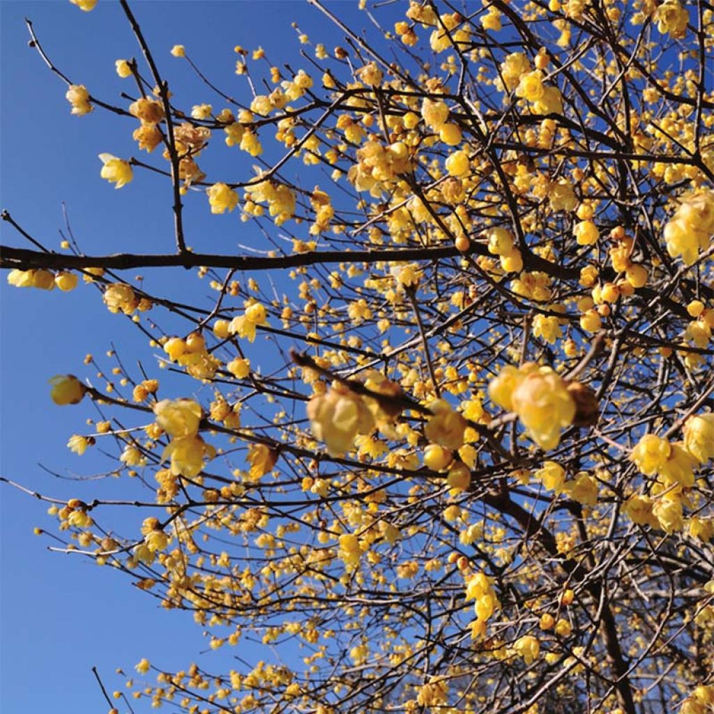 Tuoksutalvenlahja - Chimonanthus praecox