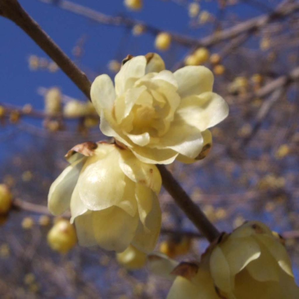 Tuoksutalvenlahja - Chimonanthus praecox